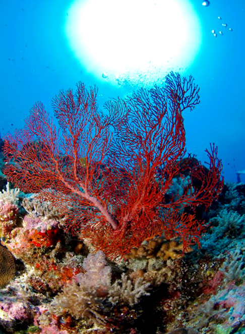天然珊瑚の写真